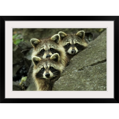 «Straub Tres Banditos» par Mircea Costina - reproduction de photo
