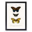 Butterfly Illustrations PL. 7 by Charles d' Orbigny - Picture Frame Graphic Art Print-55512917-55512920