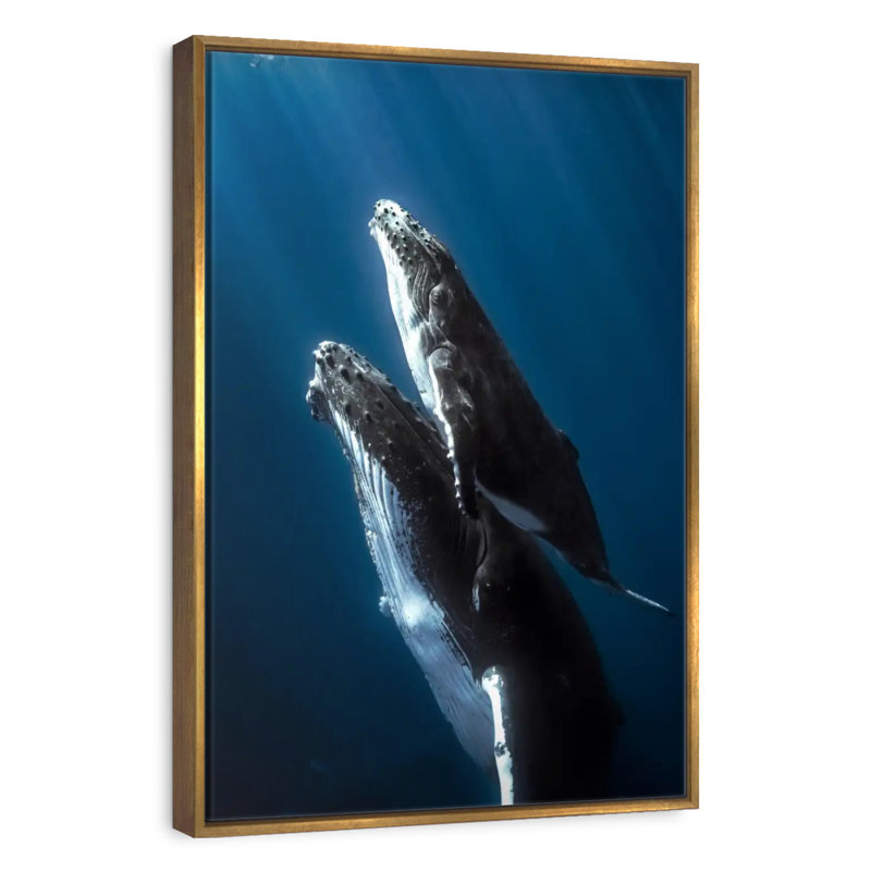 Baleine à bosse et son veau, Cadre flottant doré, 17 po x 25 po