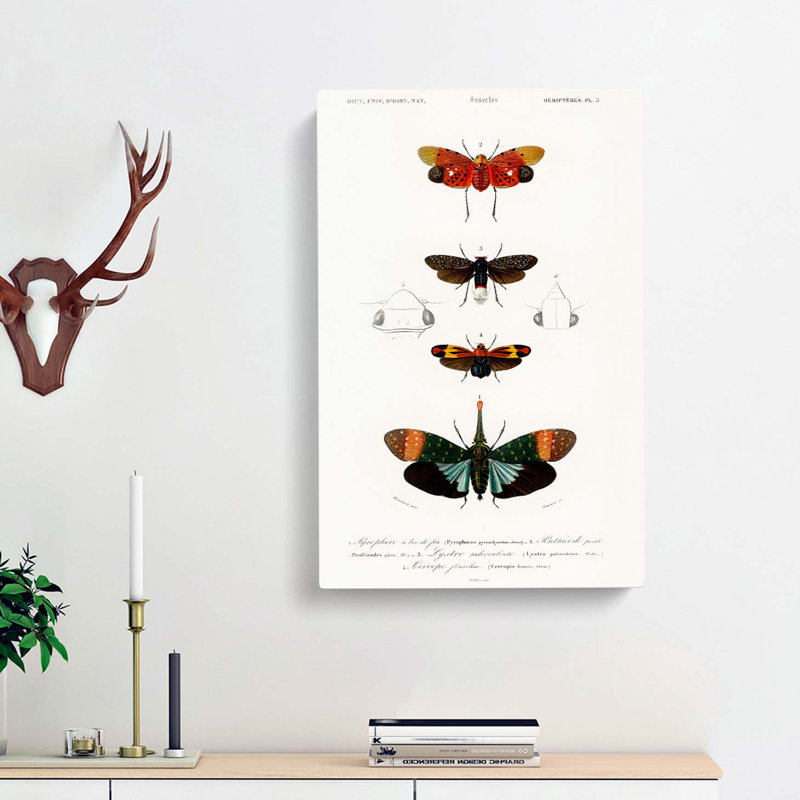 Moth Illustrations PL. 5 by Charles D Orbigny - Wrapped Canvas, 76cm H x 50cm W x 3cm D