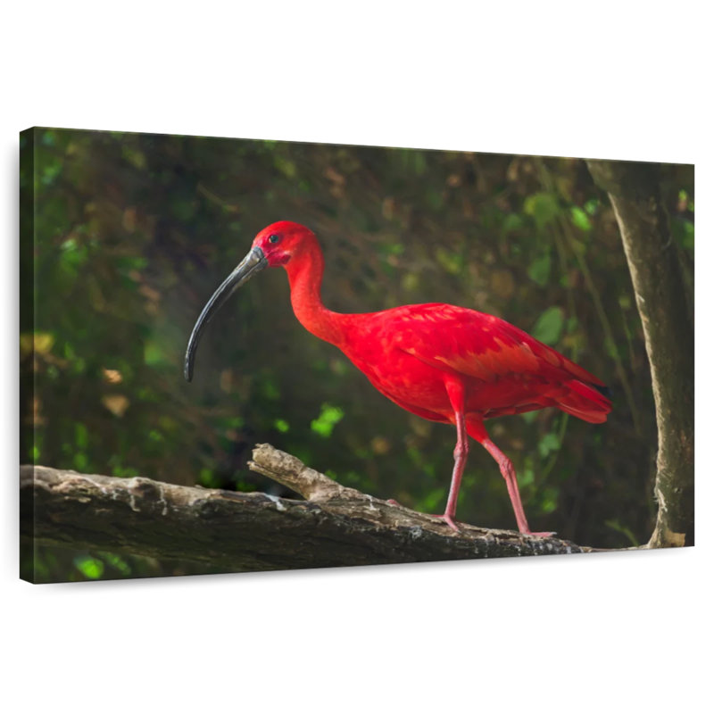 Brampt Red Ibis Bird, 26" H x 39" W