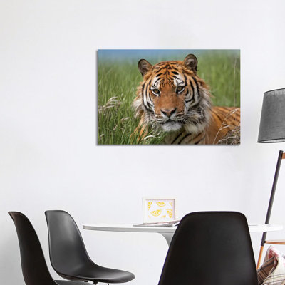 Siberian Tiger Portrait, Endangered, Native To Siberia II by Tim Fitzharris - Wrapped Canvas Print