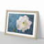 White Amaryllis Flower - Picture Frame Painting Print-56739237-56739238