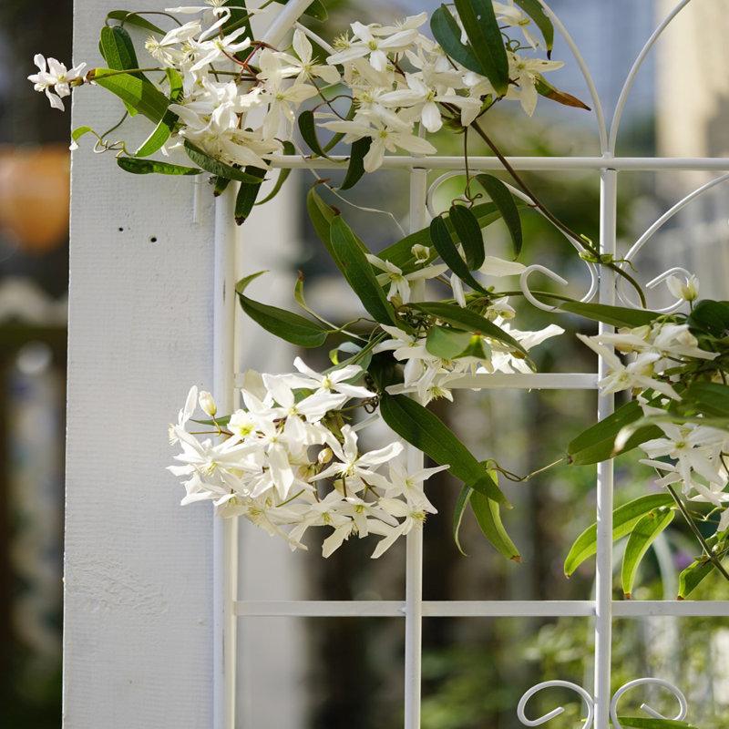 71 "X 19,7" treillis en métal pour le jardin, rouille, crème, étapes d'assemblage simples 2 jardin 71 "X 19,7", rouille, blanc crème, simple