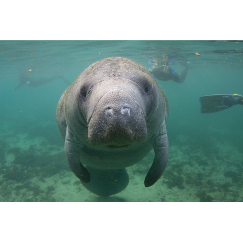 Florida Manatee Underwater With Snorkelers by Pclark2 - Wrapped Canvas Print, 51cm H x 76cm W