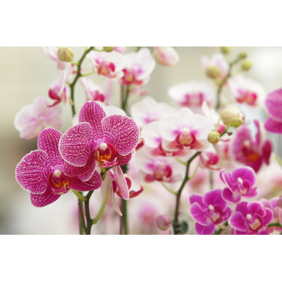 Campbelltown Beautiful Orchid 1 Piece Wrapped Canvas Wall Art
