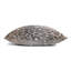 Leopard Square Velvet Pillow-222749425-222749999