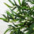 Twiggy Bamboo Silk Tree