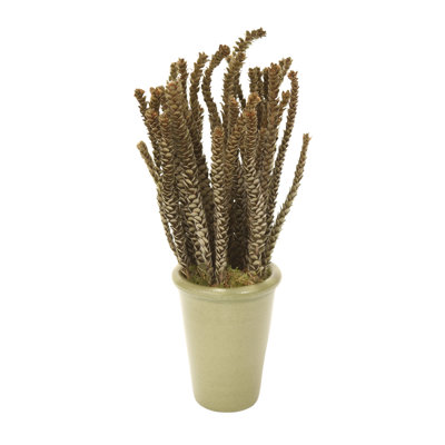 17'' Plant in Terracotta Planter