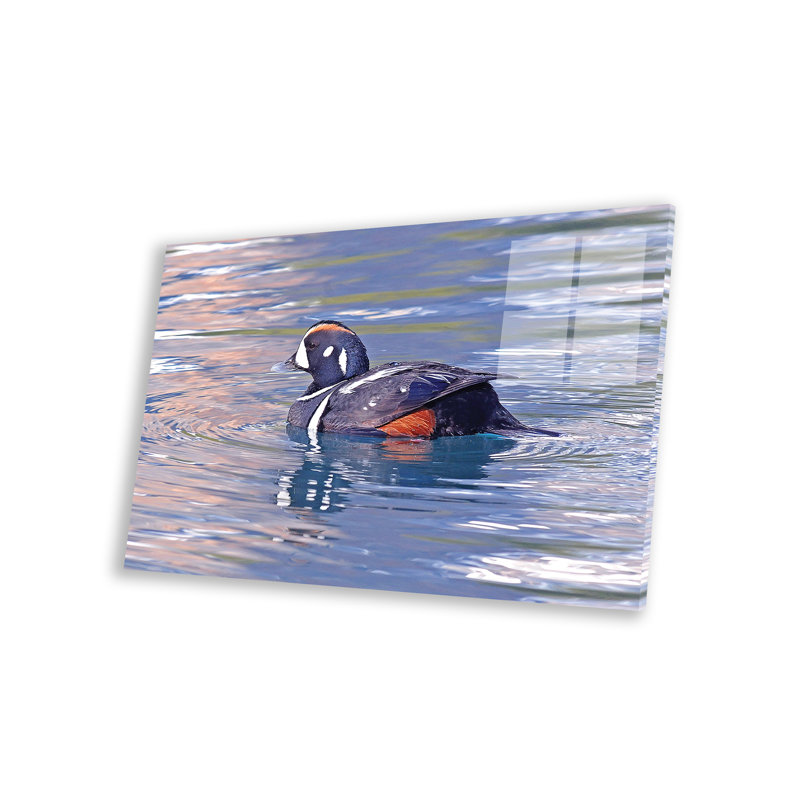 " Harlequin Duck " by Brian Wolf