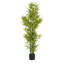 Ensemble de plantes Nadia-132797845-132797844