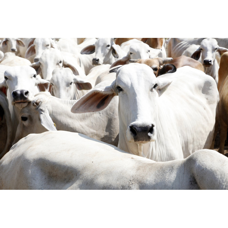 Cattle In Farm by Aumsama - Wrapped Canvas Print, 30.48cm H x 45.72cm W