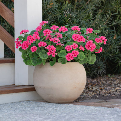 Geranium Urn Filler  Red Unlit