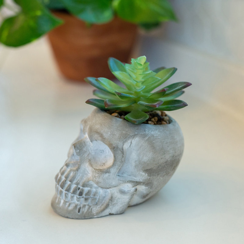 Plante molle en pot