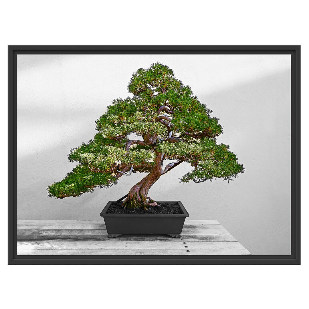 Gerahmtes Wandbild Bonsai Baum