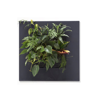 Noella Planter