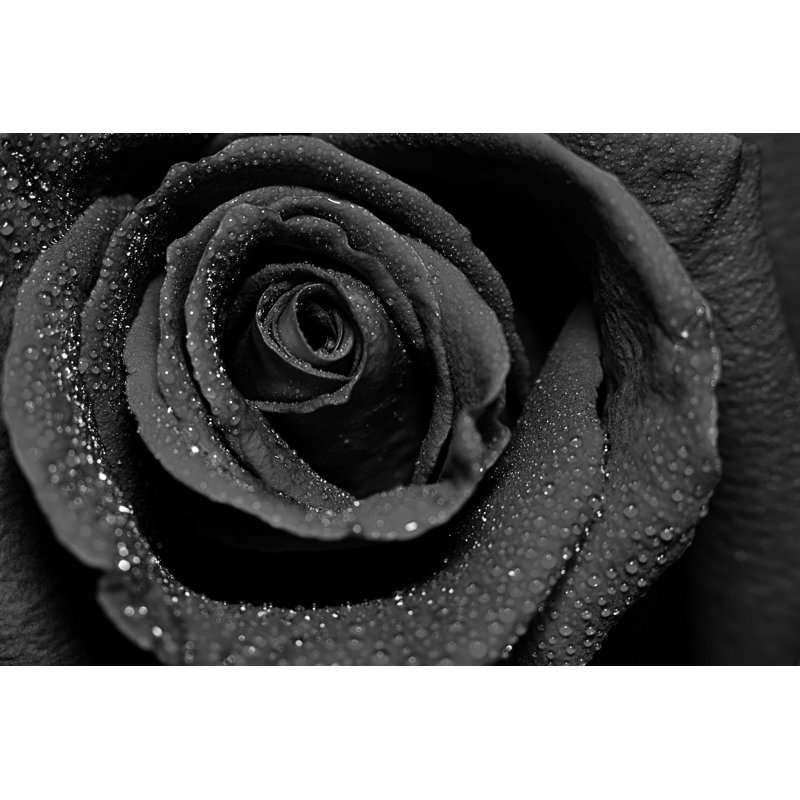Beautiful Beautiful Dark Rose with Water Dew Drops par Sanchairat - photographie sur toile tendue, H 8 po x l 12 po