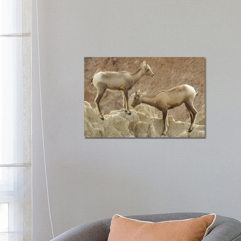 Bighorn Sheep Lambs by Brian Wolf - Wrapped Canvas Print