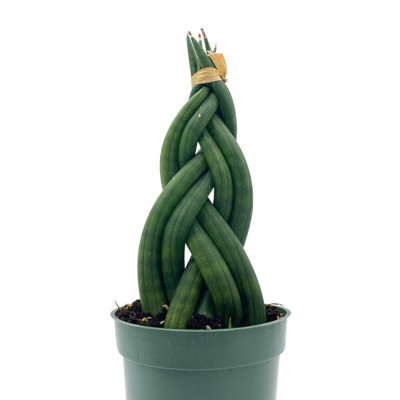 Braided Snakeplant African Spear Plant Cylindrical Sansevier