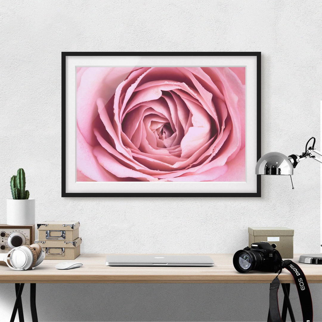 Gerahmtes Poster Pink Rose Flower