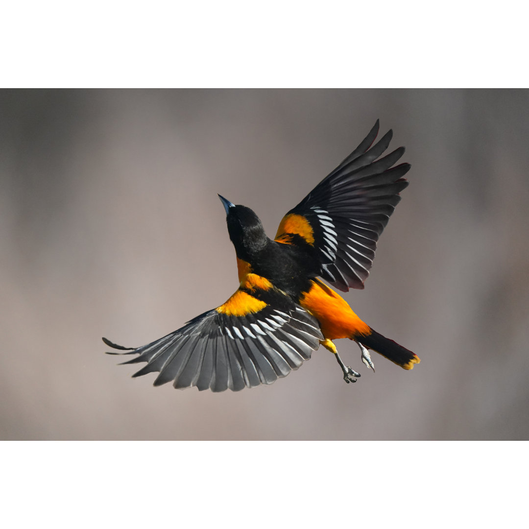 Leinwandbild Male Baltimore Oriole Bird in Flight