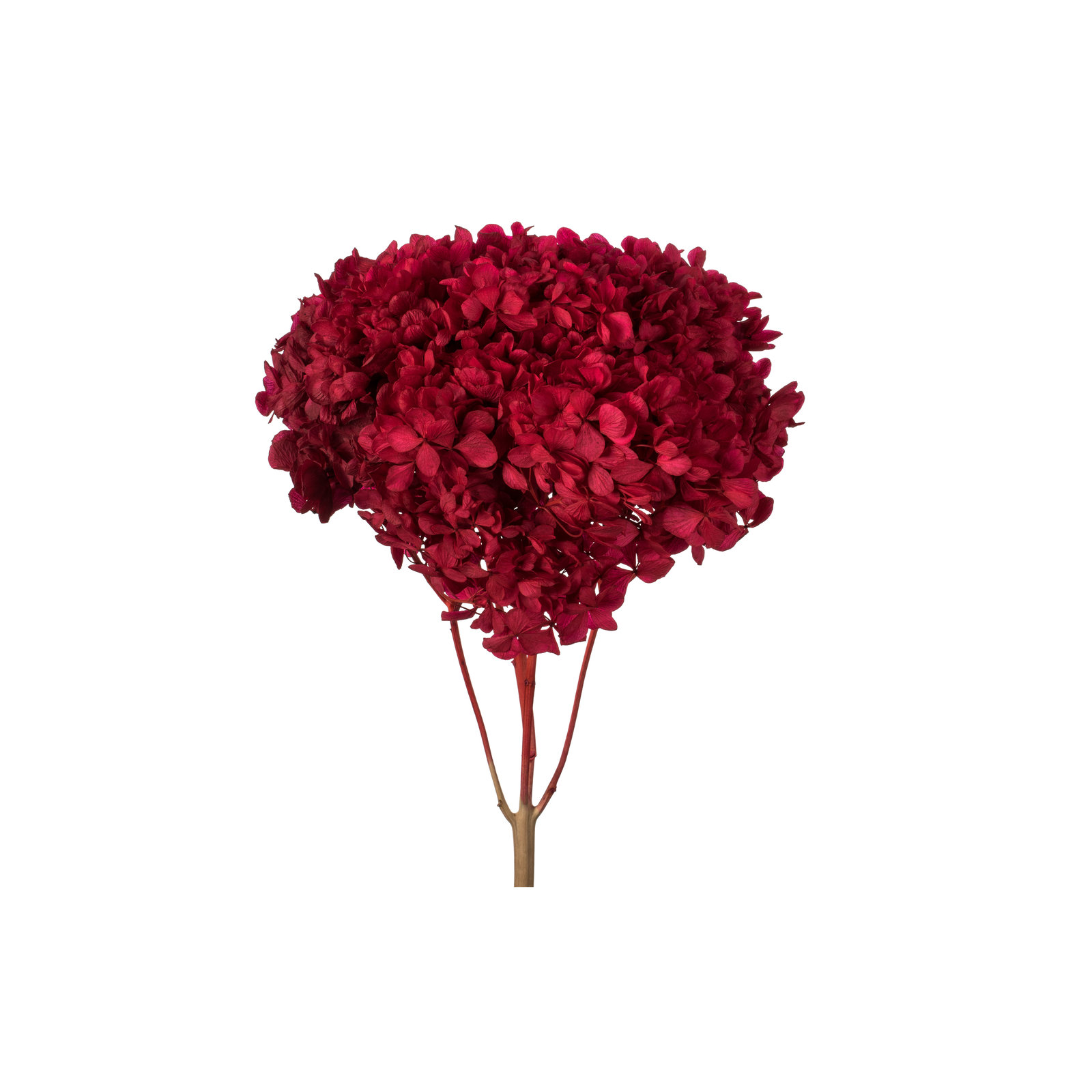 Natural Botanicals 15" Hydrangea with Multiple Branch Segments, Preserved, Red