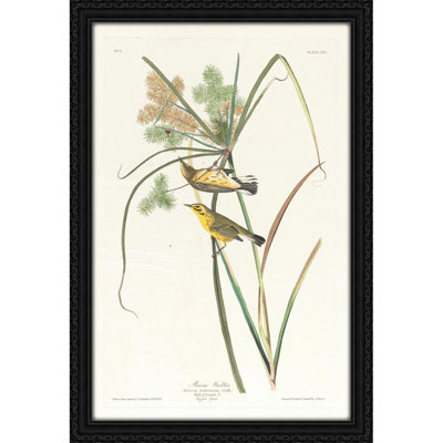 Prairie warbler (1827-1838)