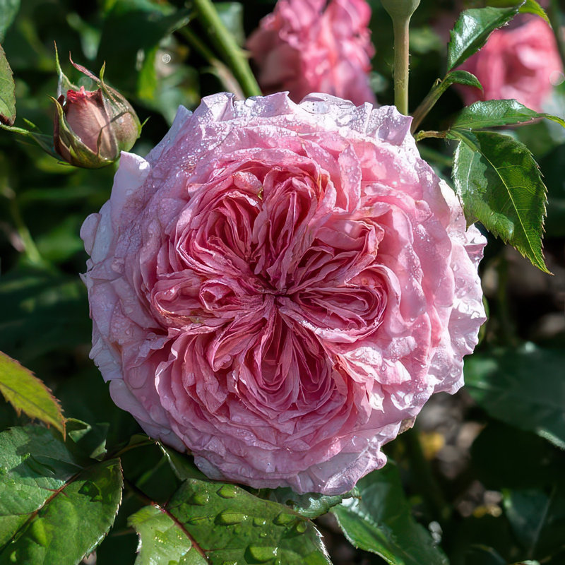 Bare Root Ball Gown Romantica Rose (3-Pack)