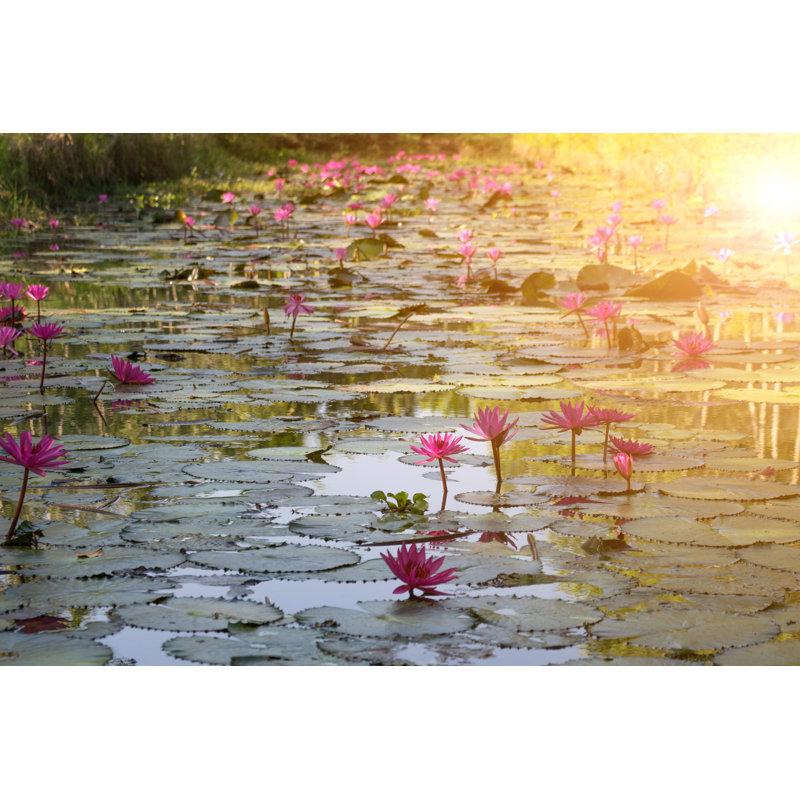 Lotus Flower - Wrapped Canvas Print, 81cm H x 122cm W