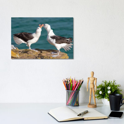 Black-Browed Albatross Or Black-Browed Mollymawk, Typical Courtship And Greeting Behavior, Falkland Islands. by Martin Zwick - Wrapped Canvas Gallery-Wrapped Canvas Giclée