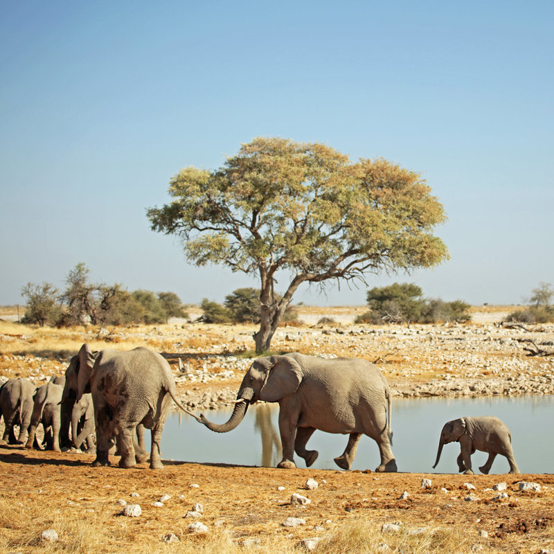 Troupeau d'éléphants d'Afrique marchant dans une rangée tenant une queue par Jurgar, H 12 po x l 12 po