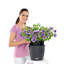 Hanging Planter-16493105-66329965