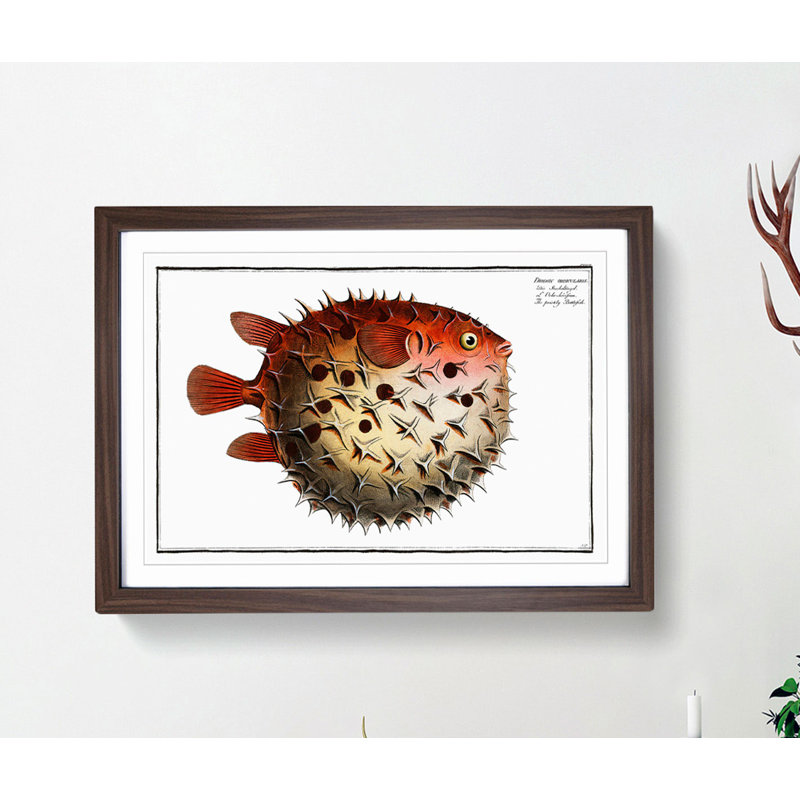 Prickly Blowfish by M.E. Bloch - Framed Print, Walnut, 40cm H x 60cm W x 2cm D