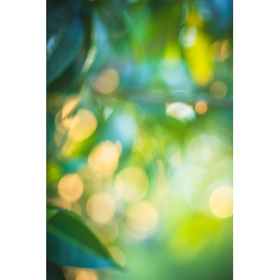 Blurry Green Nature Background by Primeimages