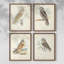 Barn Owl, reproduction encadrée - ensemble de 4-311021005-311021000