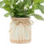 8 plantes
