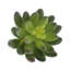 Fausse plante grasse