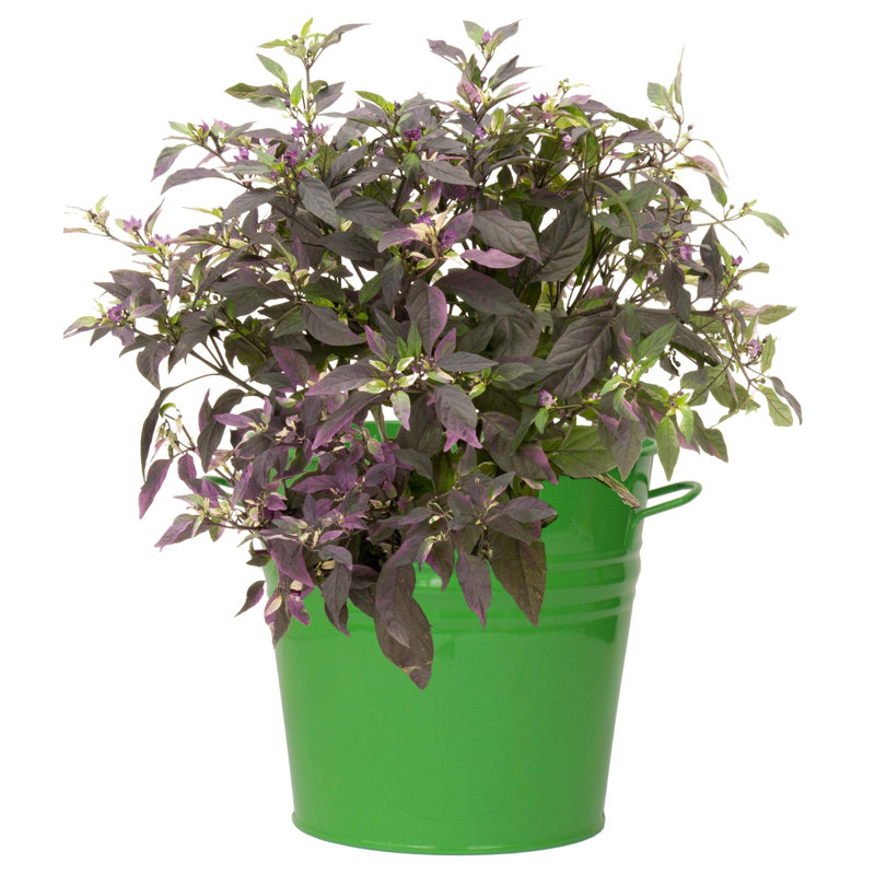 Venne Metal Pot Planter, Apple Green