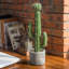 41.4cm Artificial Cactus Succulent in Pot