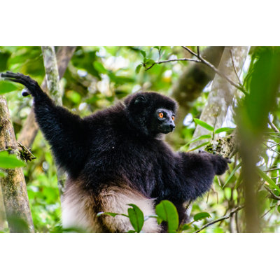 Milne-Edwards Sifaka by Juerg Schmidlin - Wrapped Canvas Print