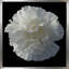 Floral Majesty III - photographie-690292924-690292925