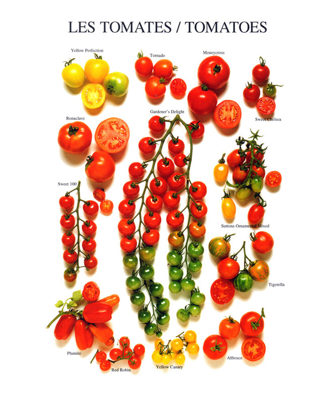 Tomates IMA-W136, H 18 po x l 12 po