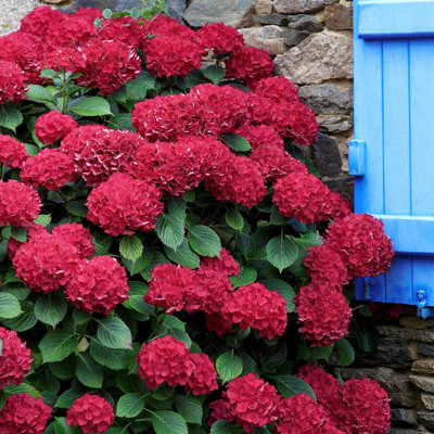 1 gal. Hydrangea Red Beauty