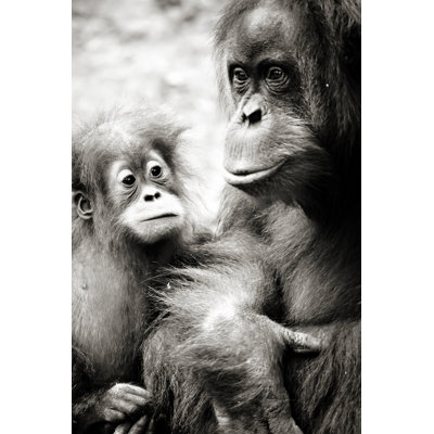 Chaeli Orangutans - Wrapped Canvas Print