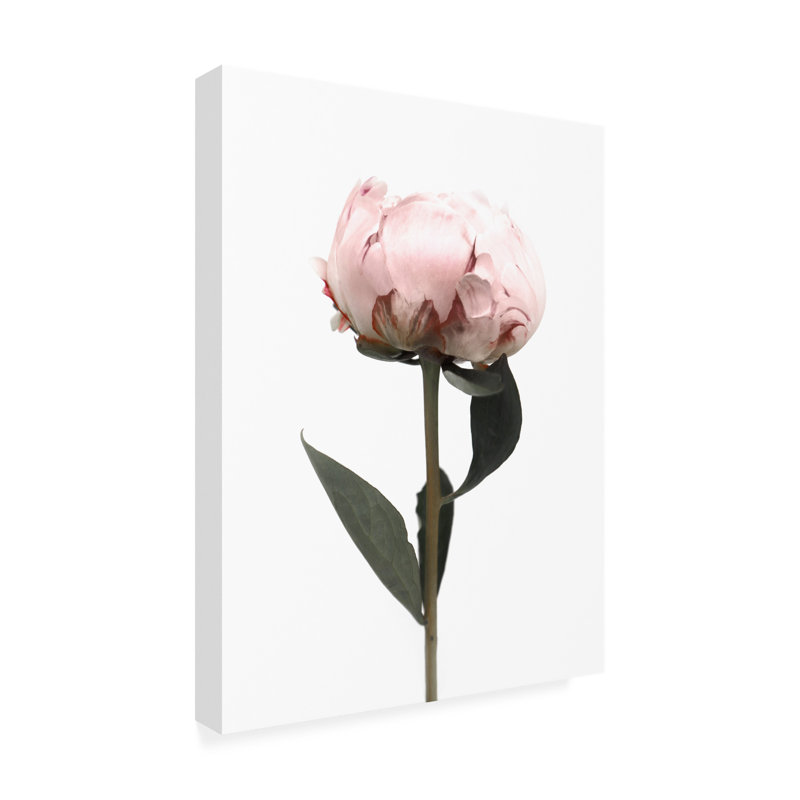 Pivoine rosée II sur toile