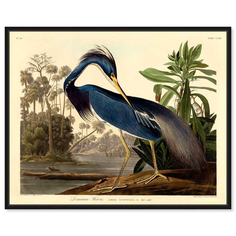 Louisiane héron - Impression sur toile, H 17 po x l 20 po, Toile encadrée, Noir
