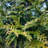 3 gal. Arborvitae Green Giant