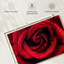 Gouttelettes sur une rose rouge-858553174