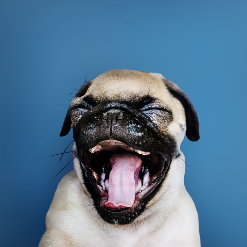 Adorable Pug Puppy Solo Portrait by Rawpixel - Wrapped Canvas Print, 45.72cm H x 30.48cm W