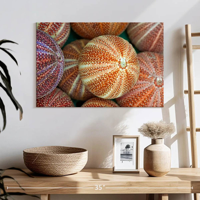Striped Sea Urchin Shells, 16" H x 24" W
